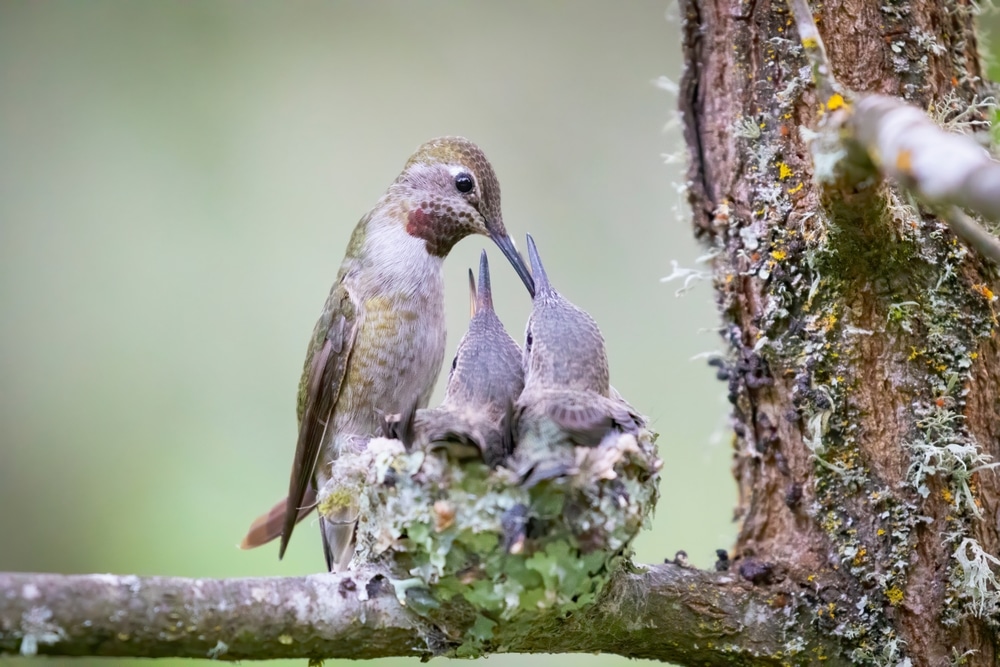 How To Attract Hummingbirds To Your Garden