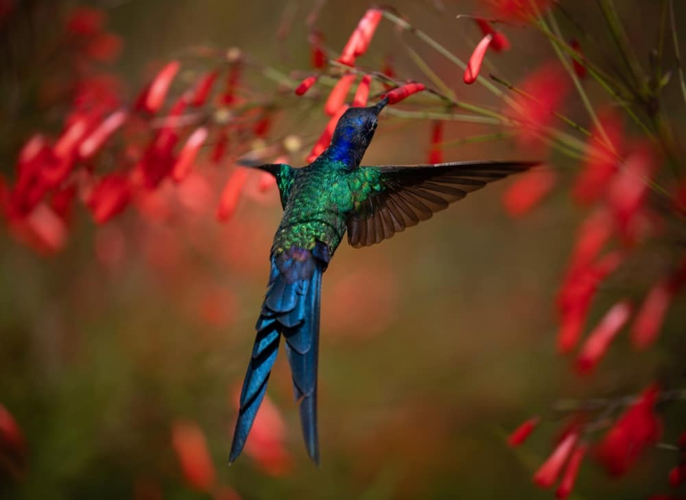 Create a Hummingbird-Friendly Environment