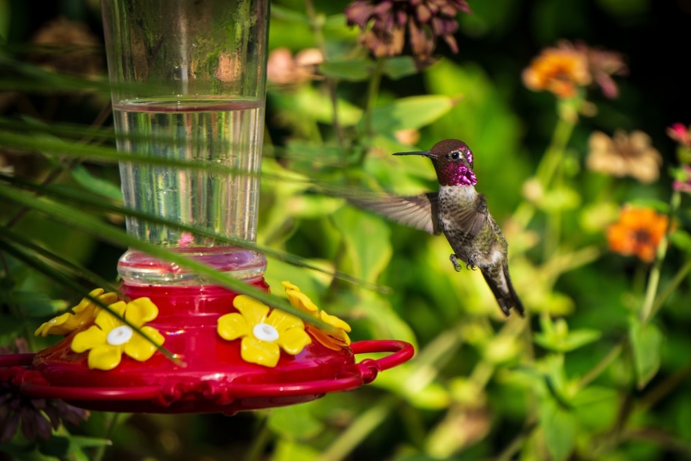 Hummingbird Feeders