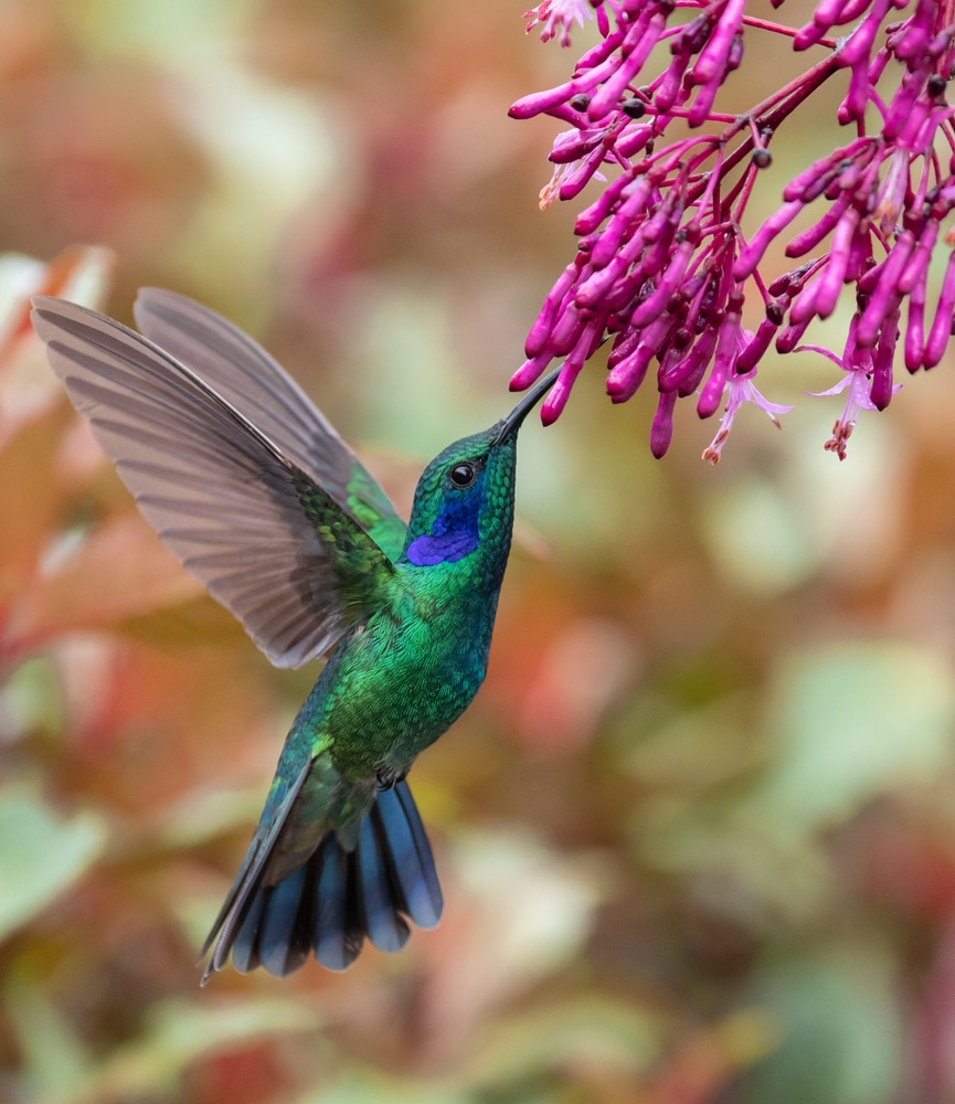 Best Plants For Hummingbirds