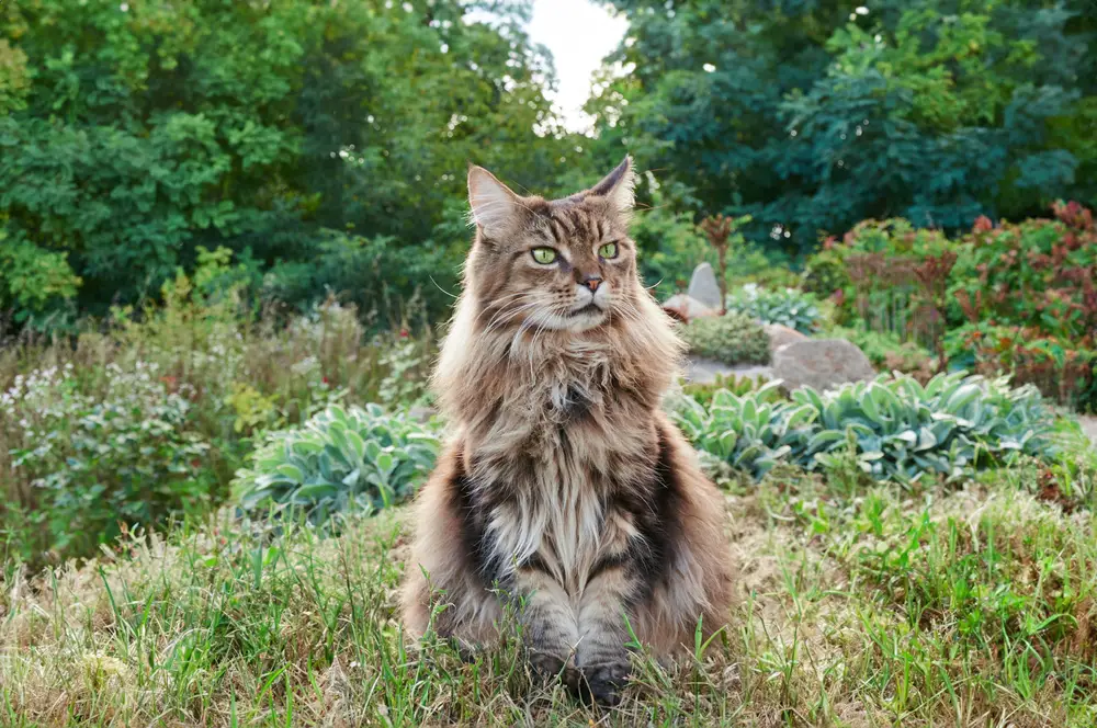 19 Plants To Keep Cats Away And To Protect (Shield) Your Flowers Featured Image