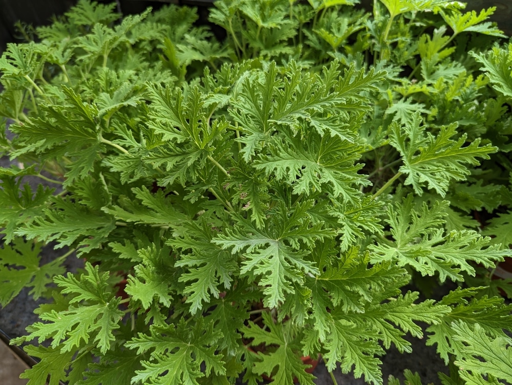 Citronella