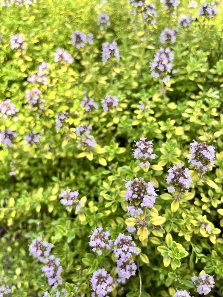 Lemon Thyme