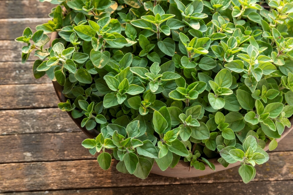 Oregano