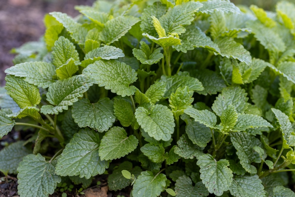 Lemon Balm