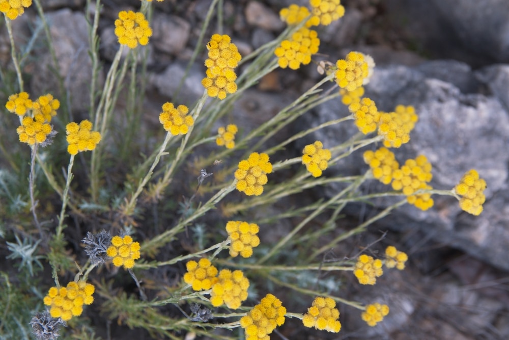 Curry Herb Plant