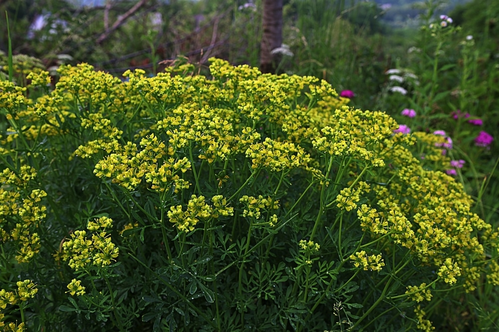 Common Rue