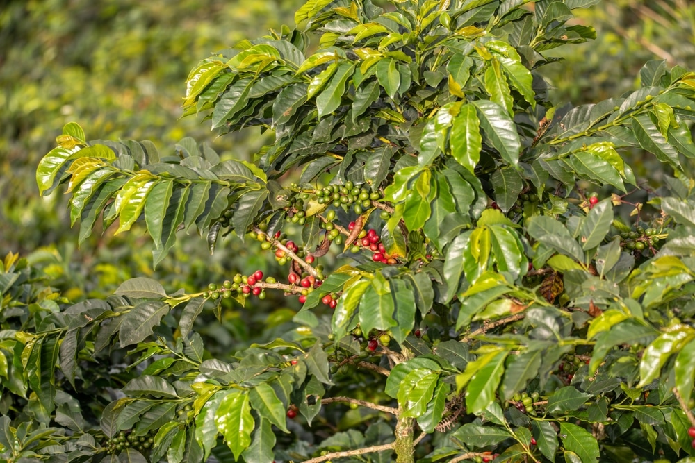 Coffee Plants