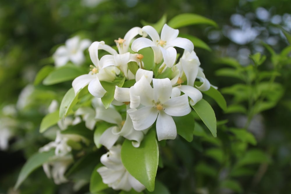 Orange Jessamine