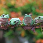 Welcoming Frogs to Your Garden: Their Role, Life Cycle, and Habitat Featured Image