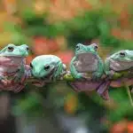 Welcoming Frogs to Your Garden: Their Role, Life Cycle, and Habitat Featured Image