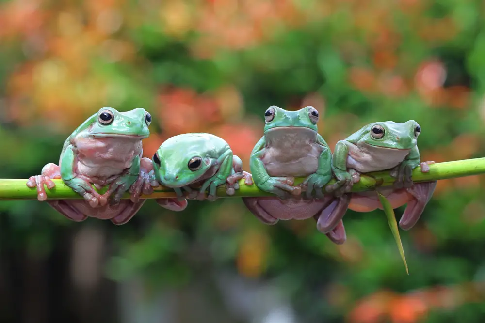 Welcoming Frogs to Your Garden: Their Role, Life Cycle, and Habitat Featured Image