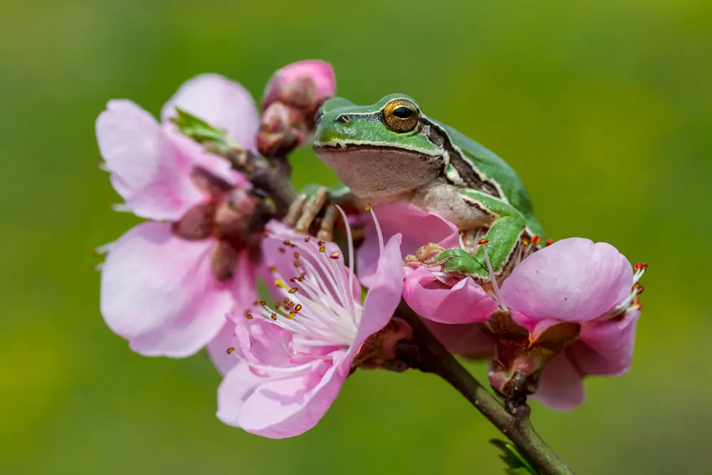 Frog-Friendly Gardens