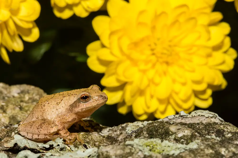 Frog Habitat and Environment