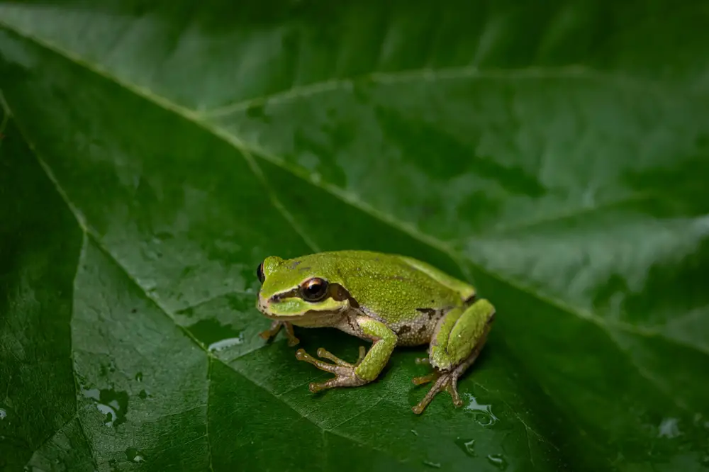 The Ecological Role Of Frogs