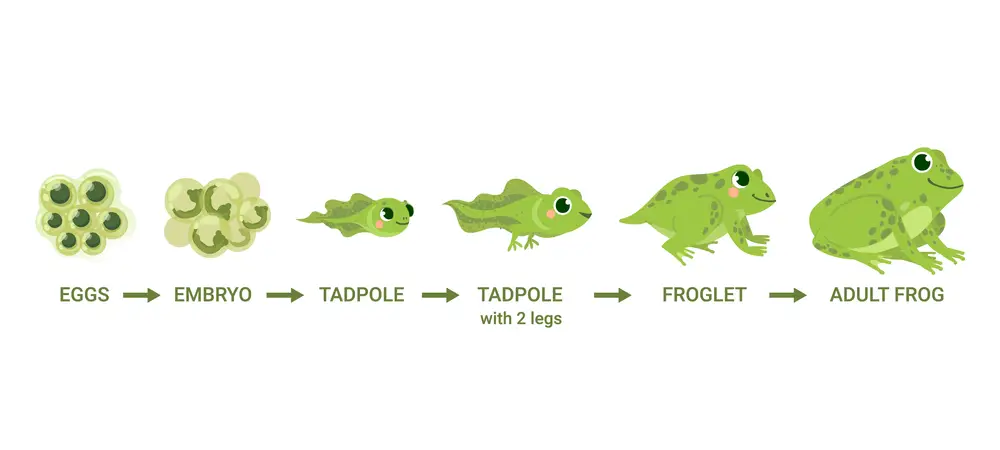 Frog Life Cycle: From Egg To Adult