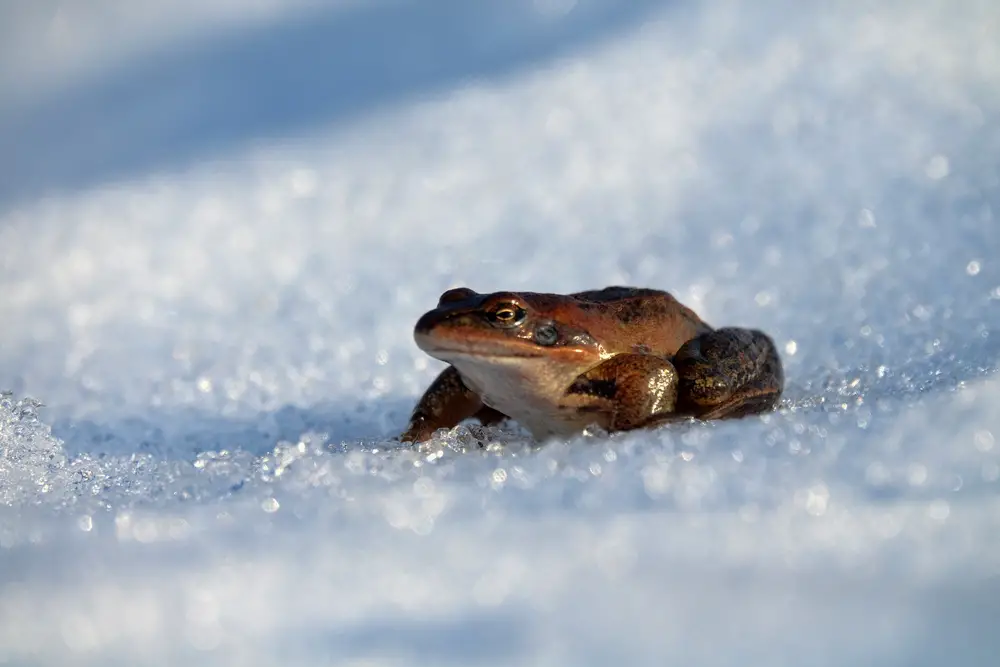 Frog Hibernation: Surviving Winter