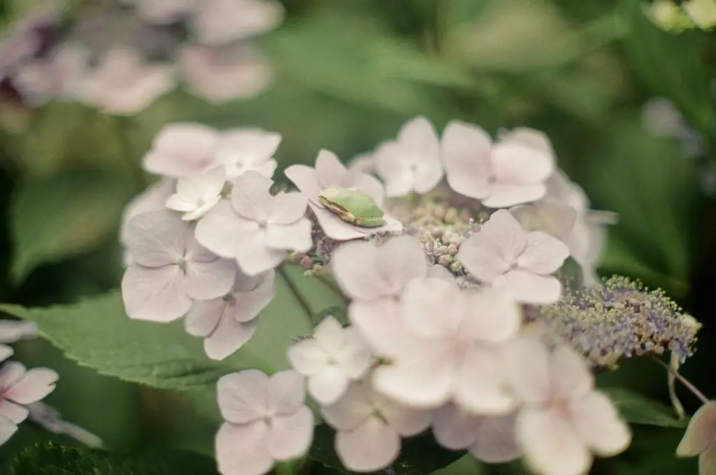 How To Create A Frog-Friendly Garden