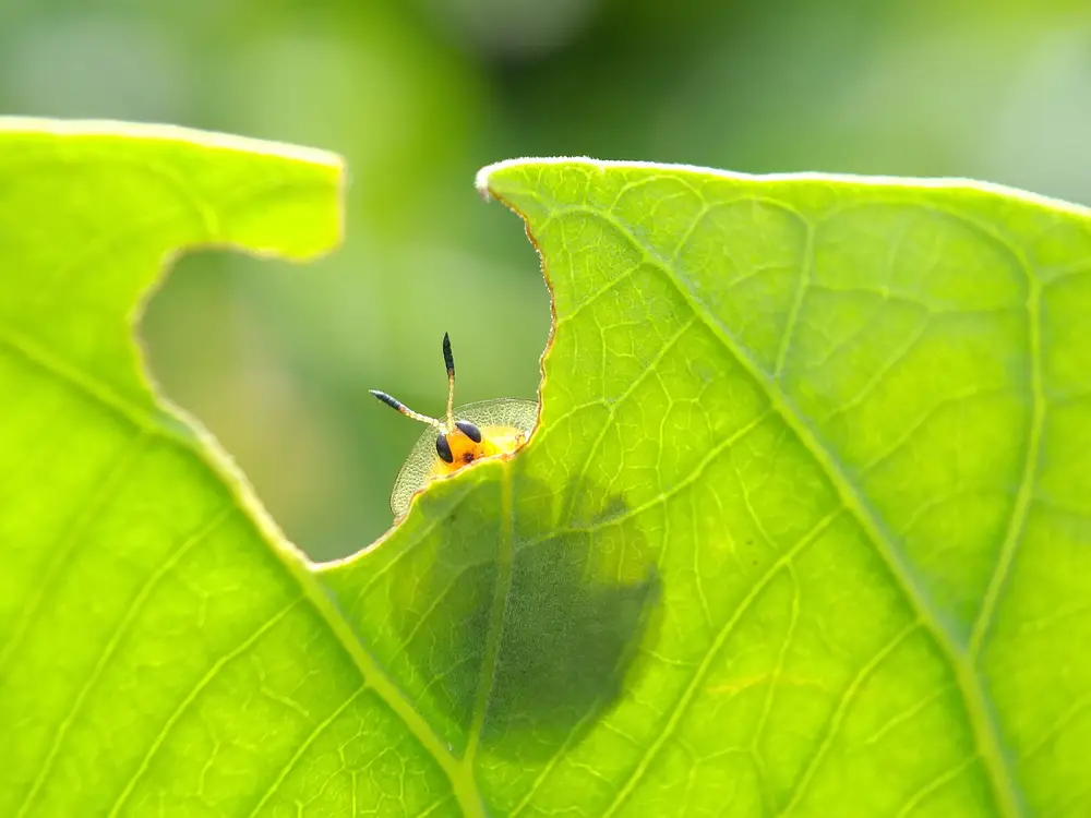 what do beetles eat?