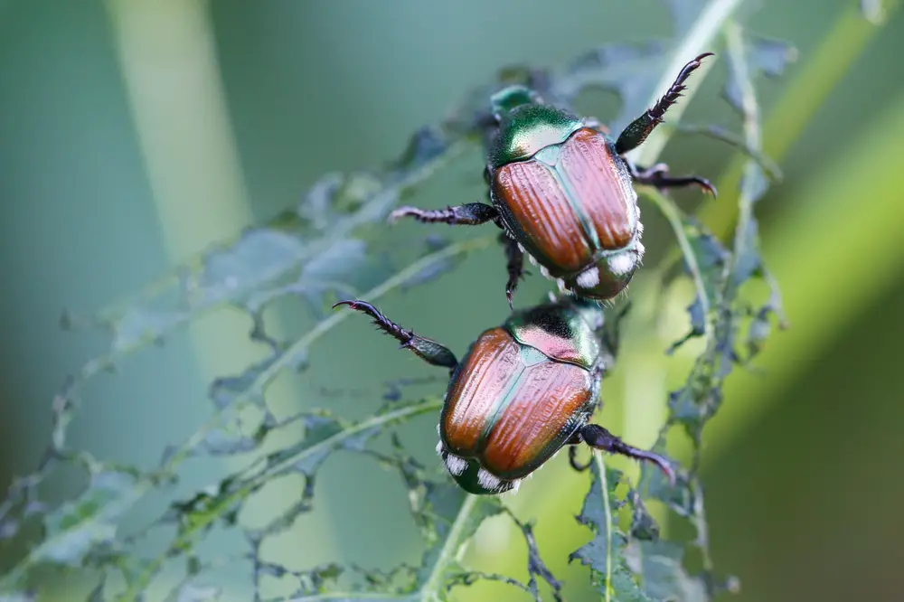 Japanese Beetles (Popillia japonica)