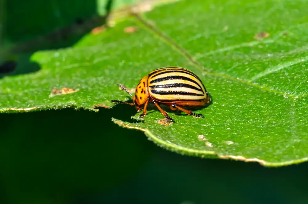 Colorado Potato Beetles (Leptinotarsa decemlineata)