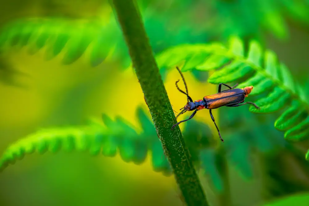 Soldier Beetles (Cantharidae)