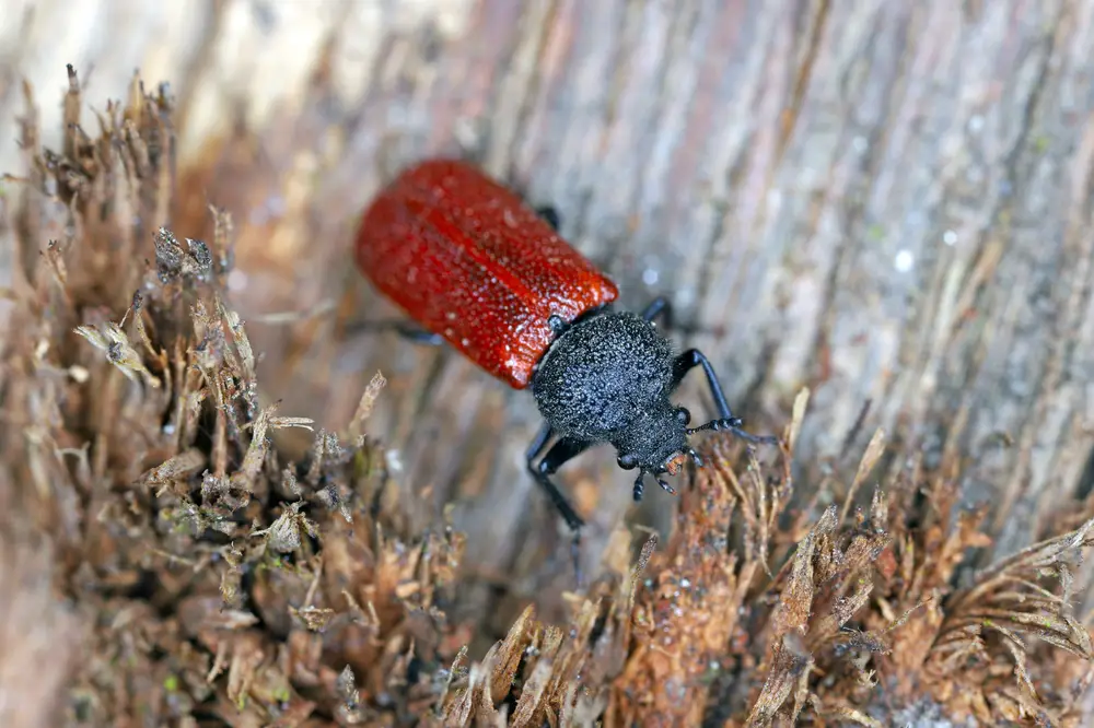 Powderpost Beetles (Lyctinae)