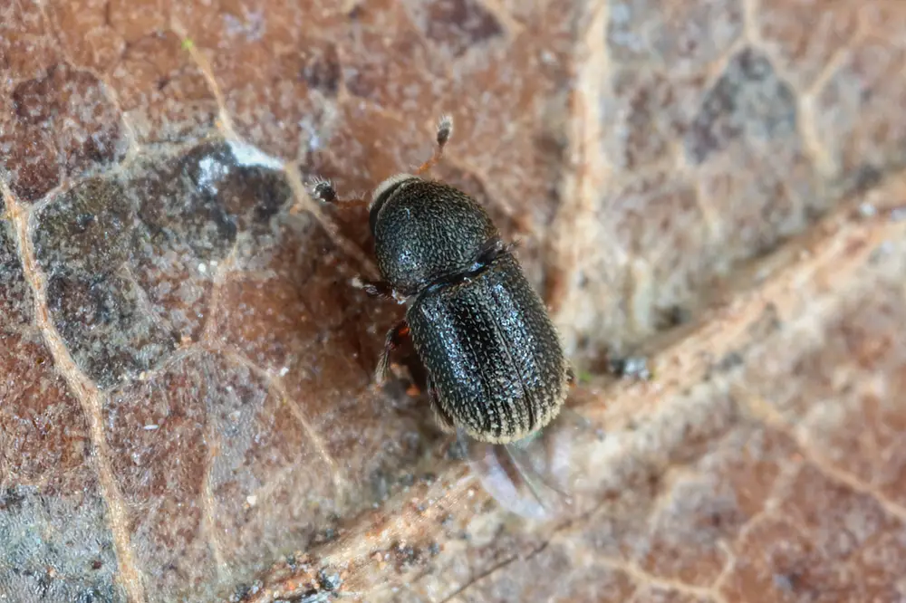 Bark Beetles (Scolytidae)