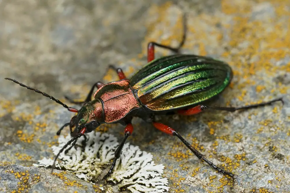 Ground Beetles (Carabidae)