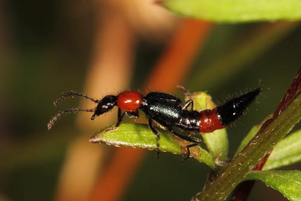 Rove Beetles (Staphylinidae)