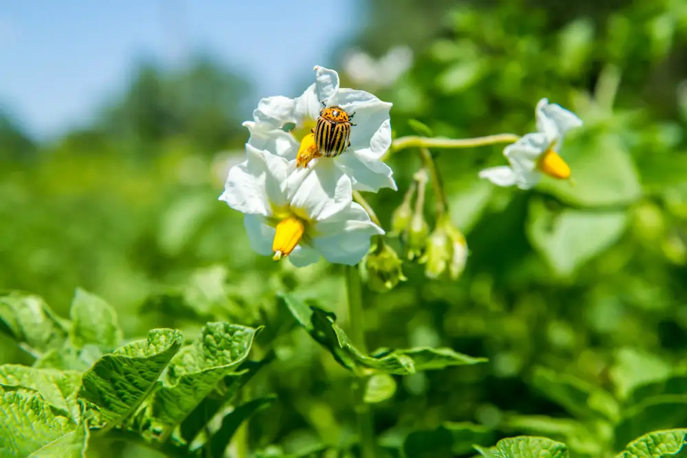 Beetles’ Impact on Gardens