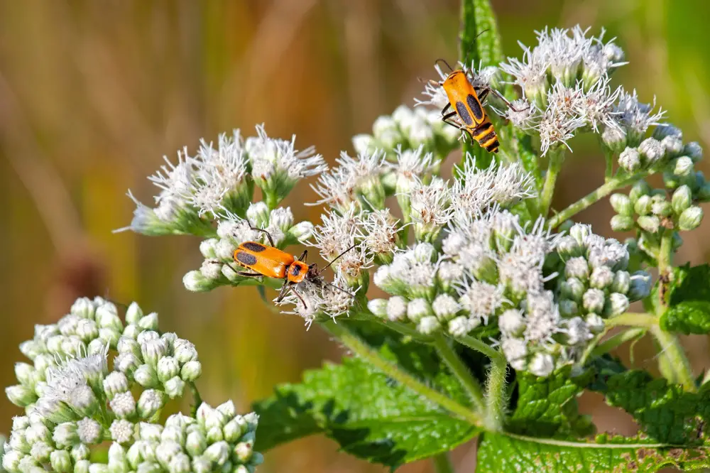 Beetle Food Sources In The Wild