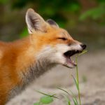 What Do Foxes Eat? A Complete Guide to Fox Diets and Feeding Habits Featured Image