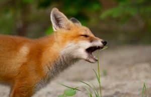 What Do Foxes Eat? A Complete Guide to Fox Diets and Feeding Habits