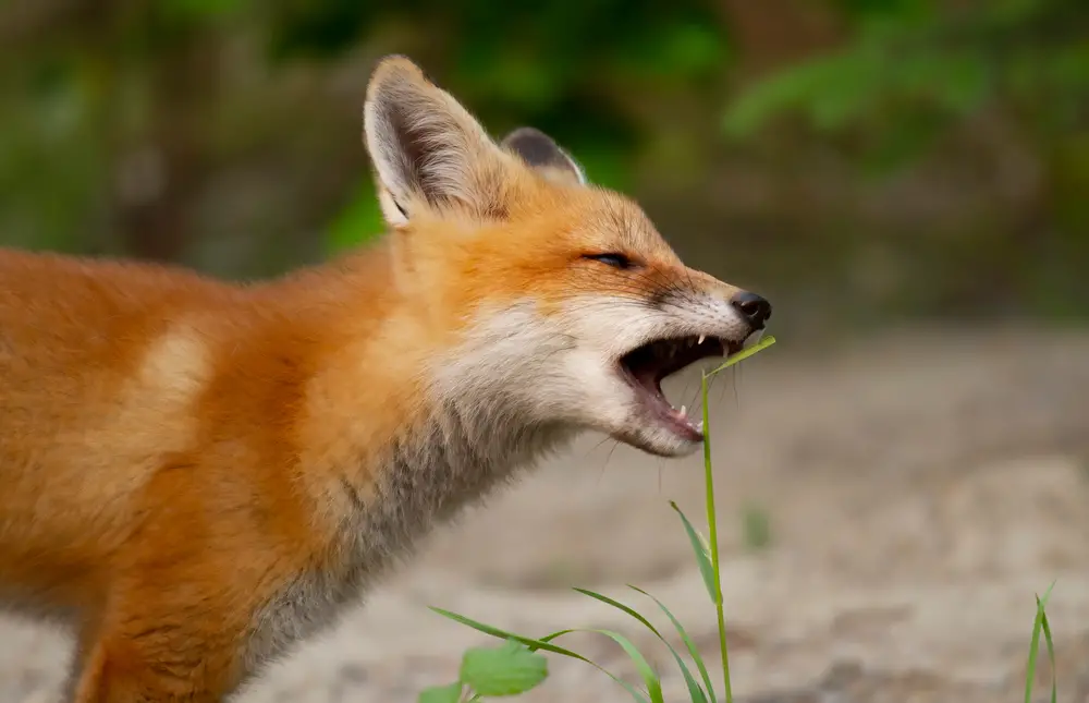 What Do Foxes Eat? A Complete Guide to Fox Diets and Feeding Habits Featured Image