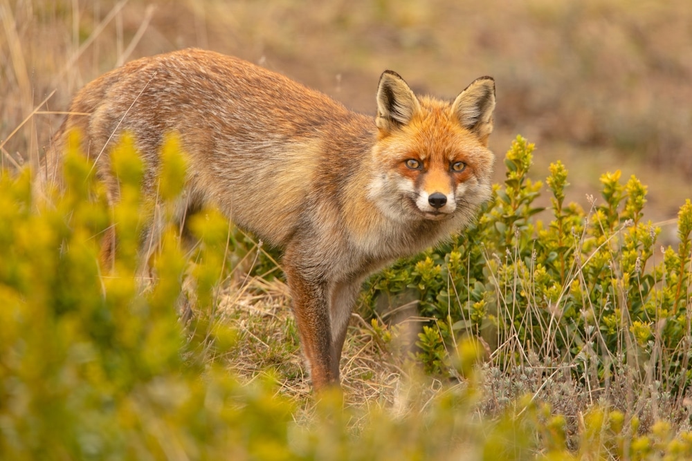 Types Of Foxes And Their Diets