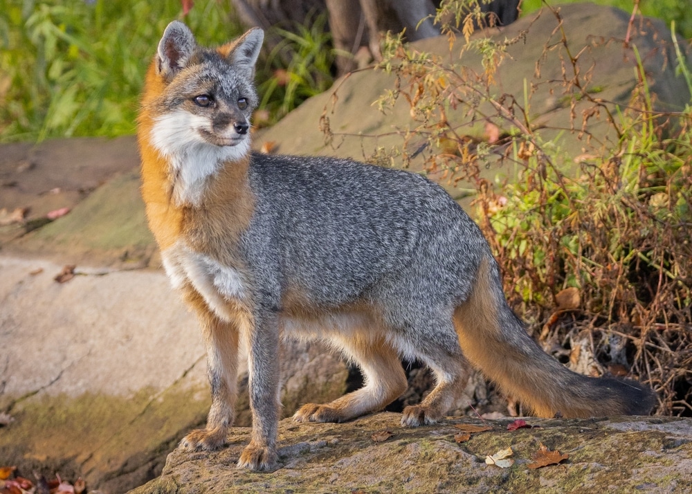 Types Of Foxes And Their Diets