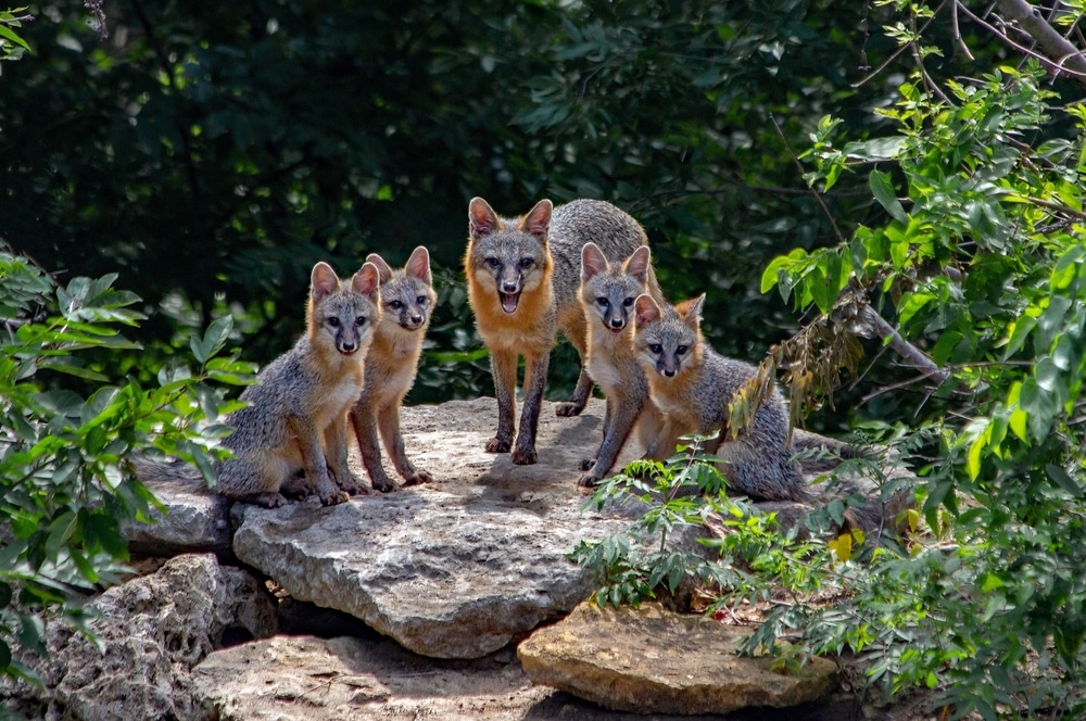 Diet Of Foxes In Captivity