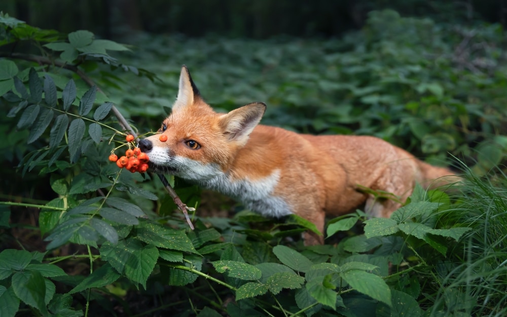 Common Prey and Food Sources