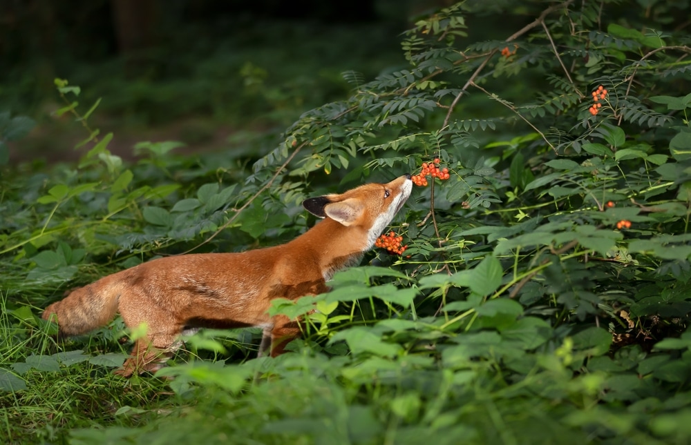 Nutritional Needs of Foxes