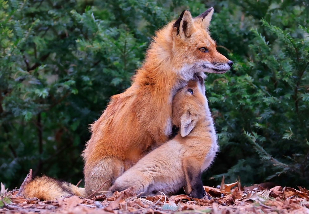 Foxes Role In The Ecosystem