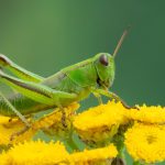 What Do Grasshoppers Eat?