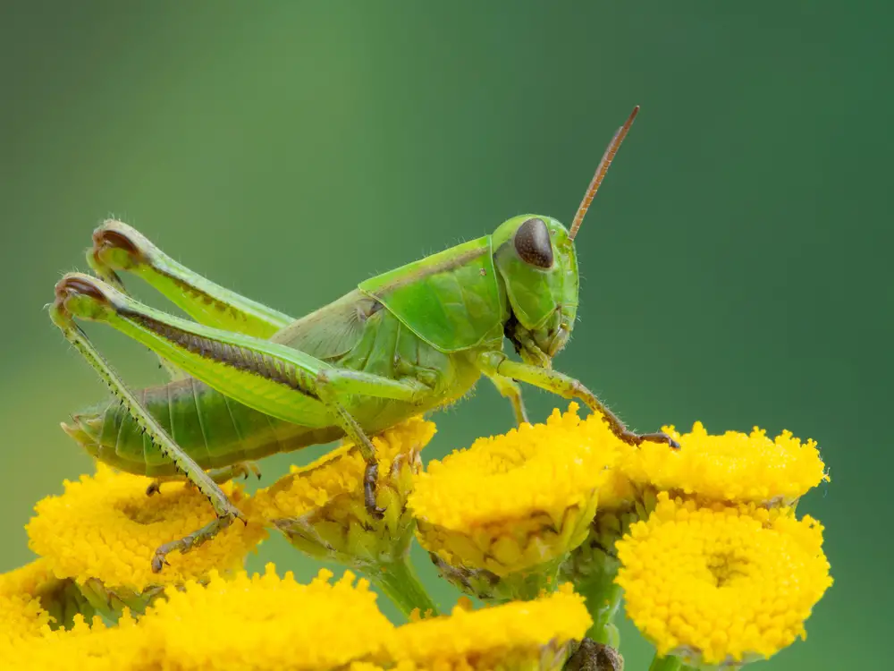 What Do Grasshoppers Eat?