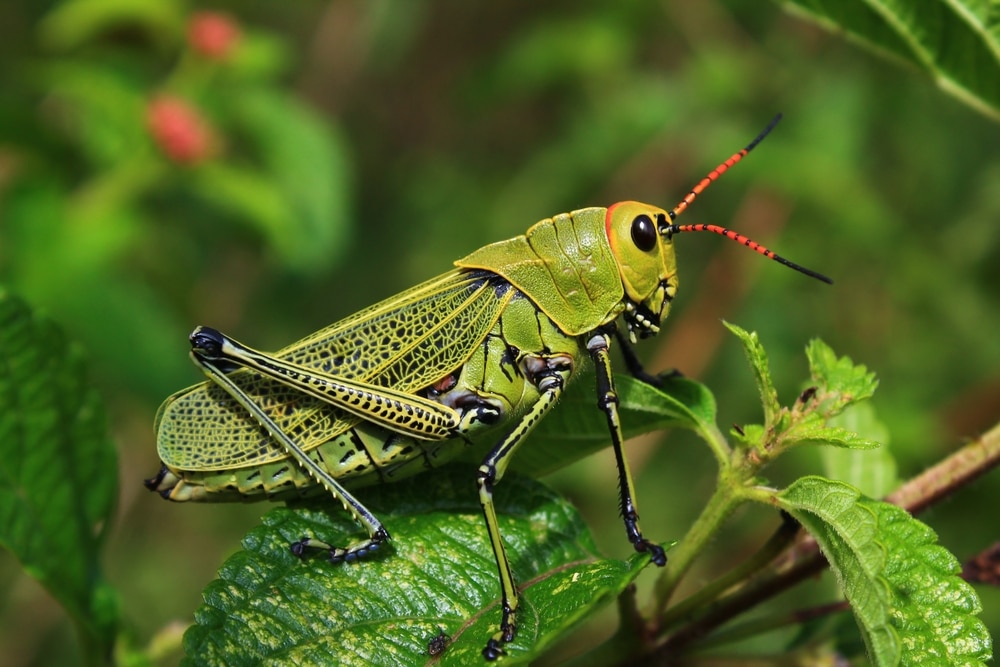 What Do Grasshoppers Eat?