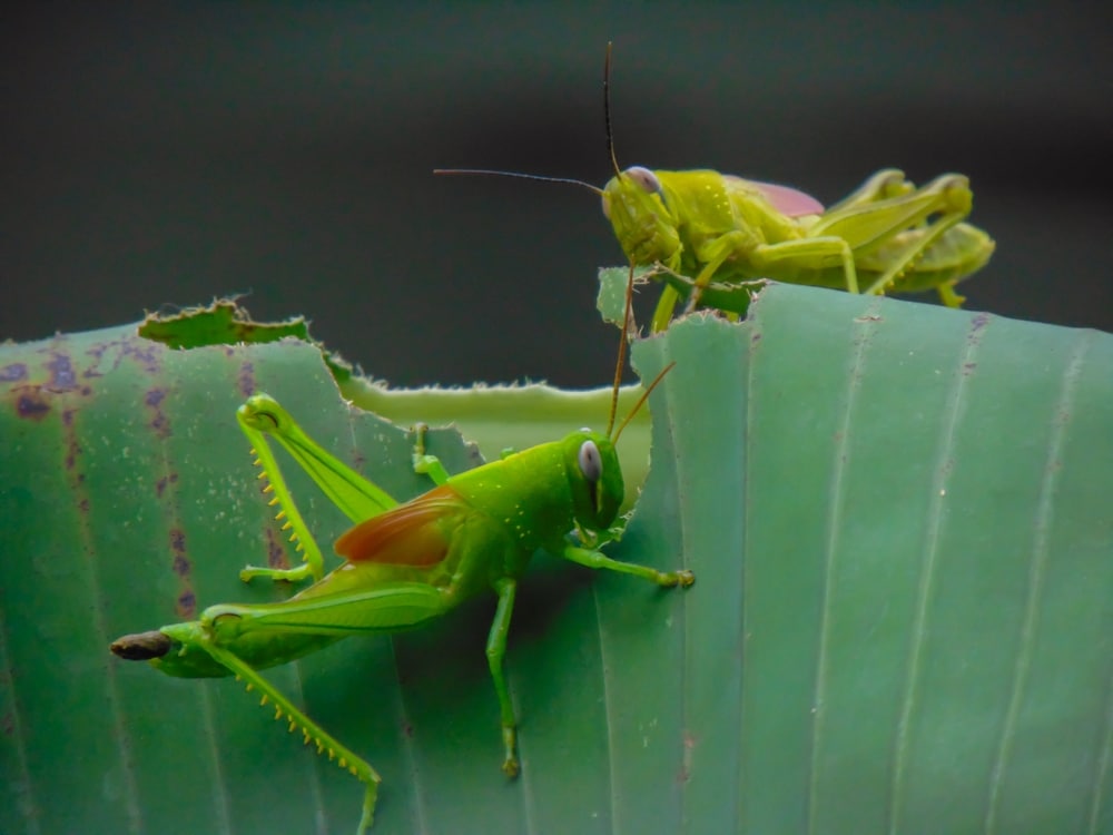 Grasshopper Diet