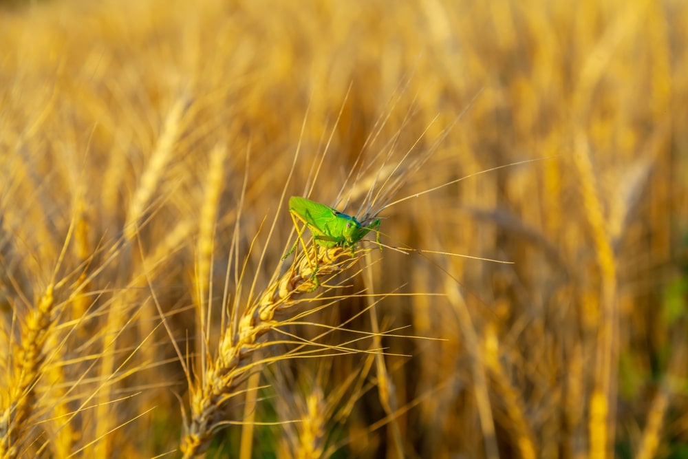 Impact Of Grasshoppers On Gardens