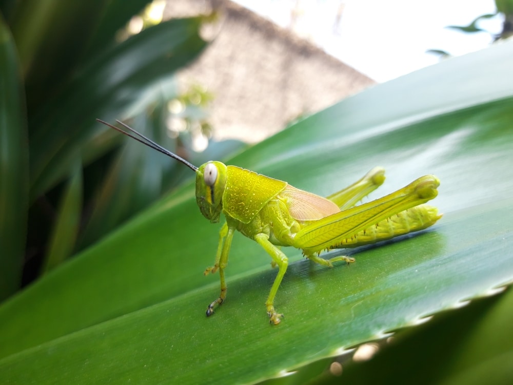 Grasshopper Habitat & Distribution