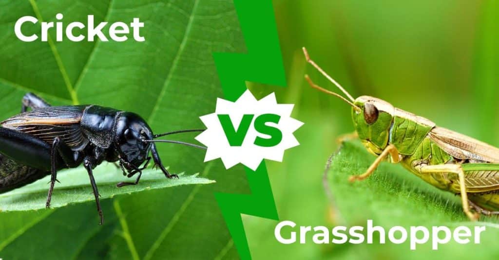 Difference Between Grasshoppers, Crickets