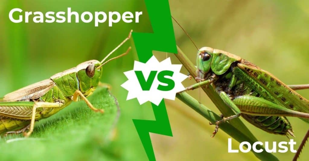 Difference Between Grasshoppers And Locusts