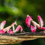 Discover the Praying Mantis: Anatomy, Habitat, and Life Cycle Explained Featured Image